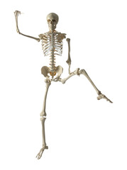Artificial human skeleton model on white background