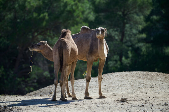 Camels in a natural sanctuary setting