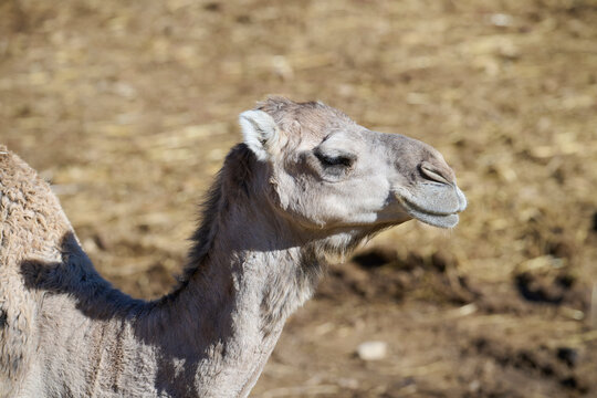 Camel resting in a wildlife sanctuary on a sunny day