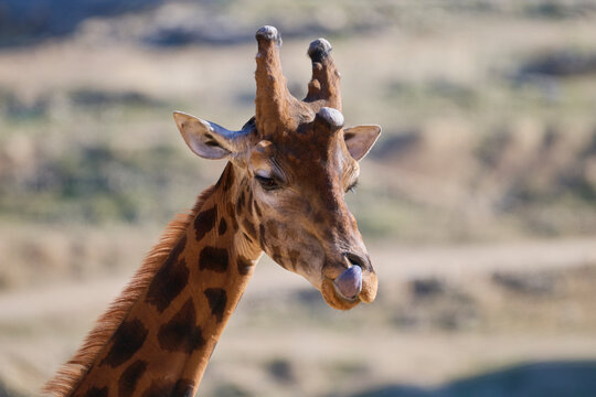 Giraffe in a natural habitat sanctuary