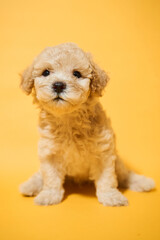 Portrait of brown poodle puppy on yellow background                             