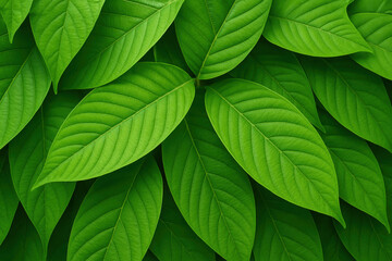Vibrant close up view of overlapping large tropical green leaves with prominent veining