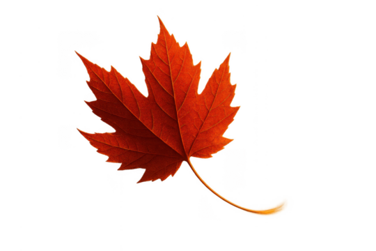 Maple leaf showing vibrant red autumn colors