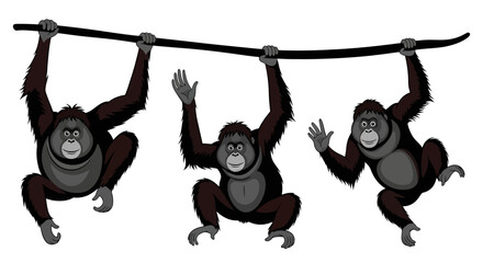 Three orangutans hanging from a branch © LAILATUS