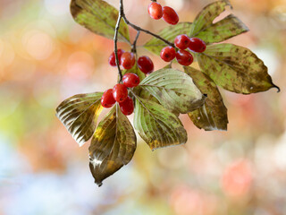 晩秋の赤いサンシュユの実