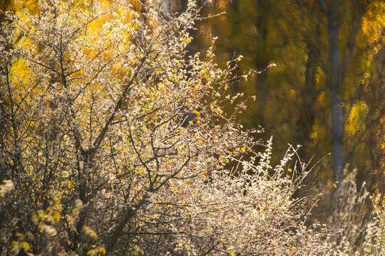 Autumn light filtering through trees in Cuenca