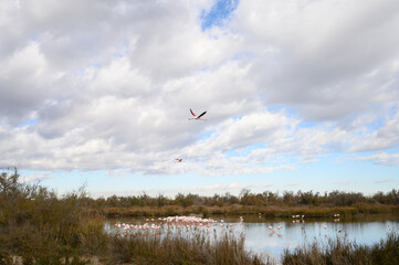 Pink flamingos wading in Camargue ornithological park