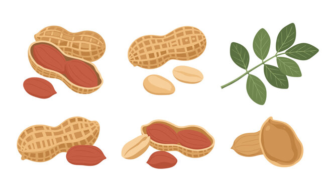 Set of peanut illustrations showing the legume in its shell cracked open shelled kernels and a branch with leaves.