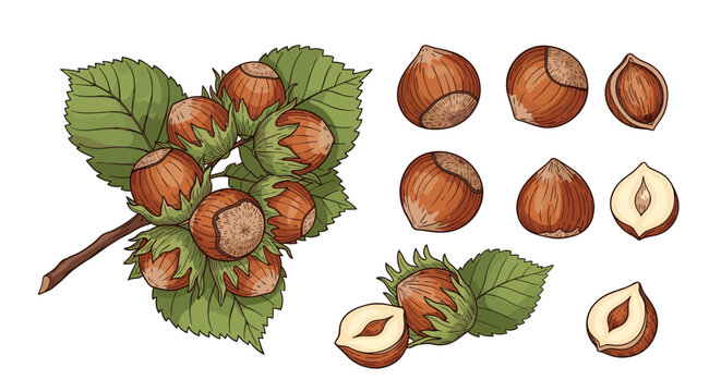 A detailed set of hazelnut illustrations including a branch with nuts whole and cracked nuts and shelled kernels.