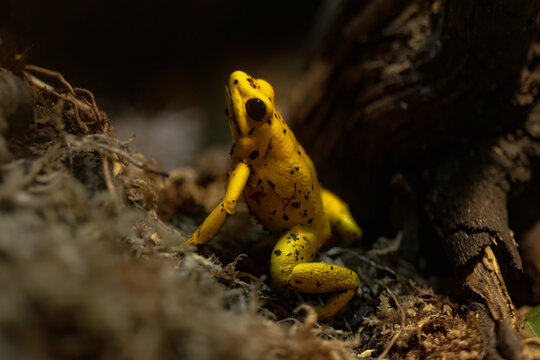 Yellow frog in natural habitat amidst forest floor