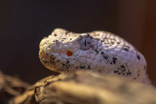 Close up of venomous snake head in natural habitat