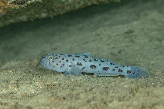 Spotted sand goby resting on sandy ocean floor