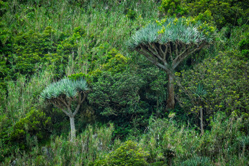 Dragon trees in lush hillside on Flores Island