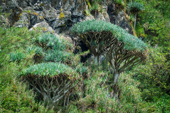 Dracaena draco trees on Flores Island landscape