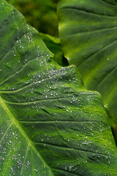 Hyper green wet leaves with water droplets in Portugal