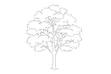Fototapeta premium Large deciduous tree with full foliage and visible trunk and branches in black and white outline style