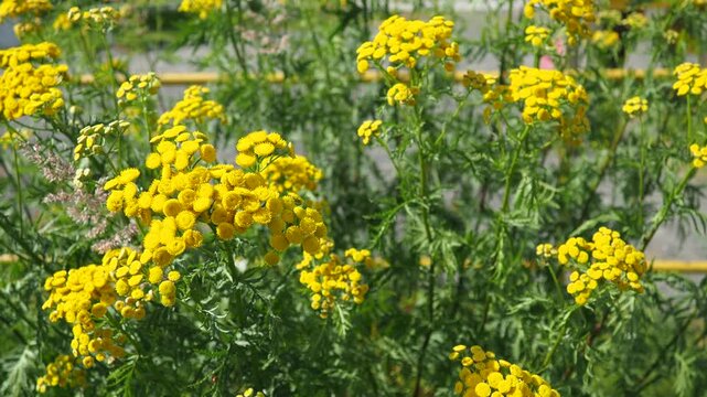 Tansy Tanacetum vulgare is a perennial, herbaceous flowering plant in the genus Tanacetum aster family native to temperate Europe and Asia. Common tansy, bitter buttons, cow bitter, or golden buttons