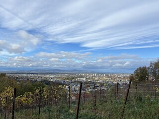 Obraz premium A vineyard overlooking Freiburg, Germany