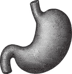 Halftone Stomach Illustration – Detailed Black and White Digestive Anatomy