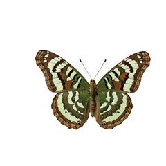 Fototapeta premium A delicate butterfly perched on a simple white background with green accents