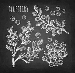 Blueberry chalk sketches set.