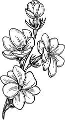 Jasmine sambac Maid of Orleans engraving.