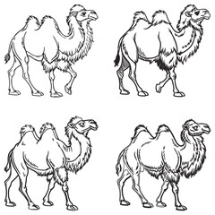 Set Bactrian camel line art and illustrator silhouette eps10