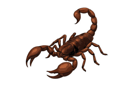 Large brown scorpion standing in attack position with powerful claws and raised stinger