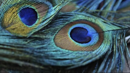 A mesmerizing extreme close-up of iridescent peacock feathers highlighting the vibrant blue and gold eye patterns. This macro footage captures the intricate texture and shimmering details of the pluma - Powered by Adobe