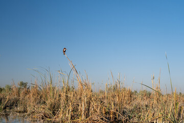 Waterfowl and Wetland Habitat in the Mesopotamian Marsh