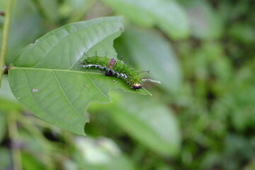 macro shot of a caterpillar