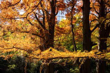 黄金色と橙色の紅葉が広がる秋の森林風景