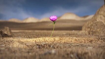 Single Flower Growing in Desert as Symbol of Hope and Resilience. Ideal for concepts of determination, strength, optimism, and emotional or motivational messages. Dolly zoom shot. 3D render animation