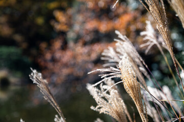 ススキのアップと美しいボケが生み出す秋の風景