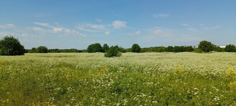 A summer field with blooming white flowers and yellow Sinapis arvensis.Wildflowers.  honey-bearing plants.  Flower background