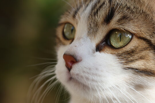 Close-Up Portrait of Tabby Cat with Bright Green Eyes - Powered by Adobe
