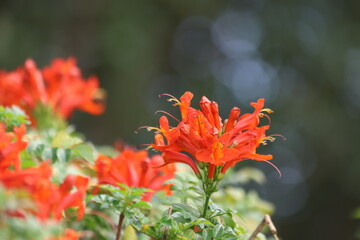 Vibrant Orange Tropical Cape Honeysuckle Flower Clusters