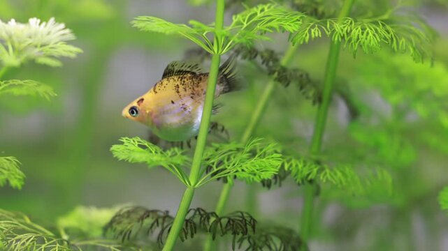 molly lepistes fishes in an aquarium