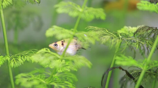 molly lepistes fishes in an aquarium