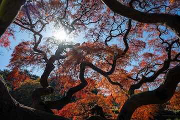 光と影が作る曲線的な枝と紅葉のコントラスト