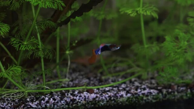 molly lepistes fishes in an aquarium