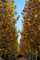 カラフルな紅葉に包まれた公園の散策路