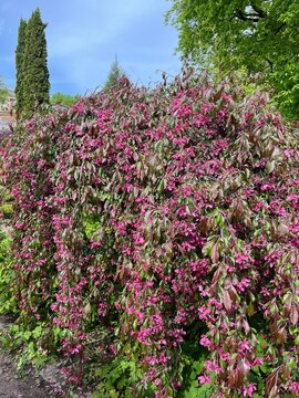 Malus pumila Umbraculifera rubriflora.A blooming ornamental tree with a weeping crown and bright pink inflorescences in a spring garden. Flower background.spring background