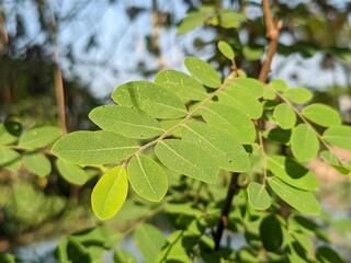 Obraz premium Close-up of Green Compound Leaves on a Branch
