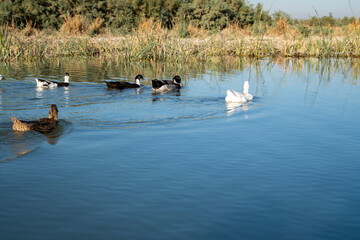 Waterfowl and Wetland Habitat in the Mesopotamian Marsh