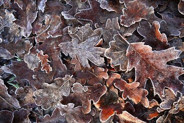 Detailed nature shot of dry, brown foliage with sharp ice crystals (rime frost) on the edges. The scene emphasizes the cold, freezing climate and the beauty of the seasonal transition to winter.