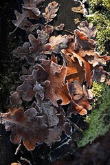 Detailed texture showing the meeting of seasons: lively green moss and dry brown leaves covered in the first frost. Ideal for themes of cold weather, ecology, and natural background.