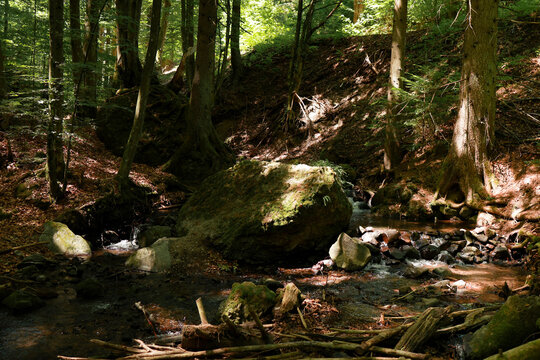 A stream in the forest flowing through a sea of stones