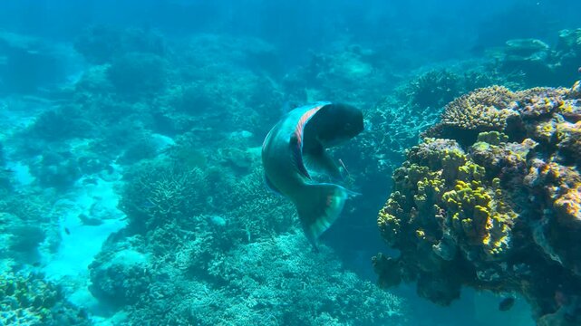 A blue Parrotfish swimming over coral the in crystal clear blue waters of a tropical reef lagoon on the Great Barrier Reef, QLD Australia.