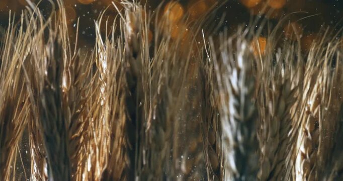 Slow Motion Of Long Rows Of Wheat Spikes Swaying In Wind Under Golden Hour Light with Depth Perspective Of Agricultural Landscape. Infinity, Cycle Of Life, Rural Horizon,S easonal Transformation